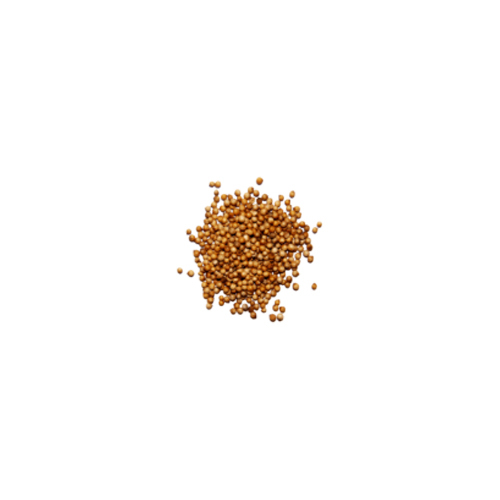 Light Yellowish Coriander Seed