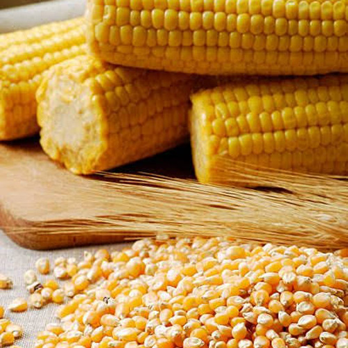 Sweet Corn Sweet Corn