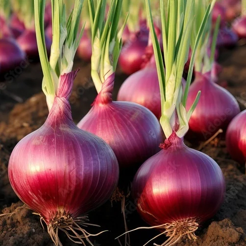 Fresh Onion - Packaging Type: Bag