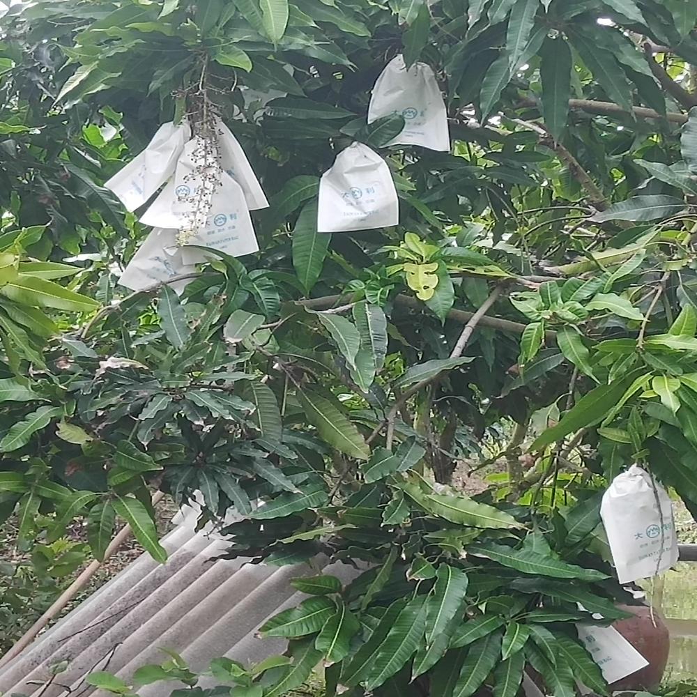 20X28cm  Paper Bag Fruit