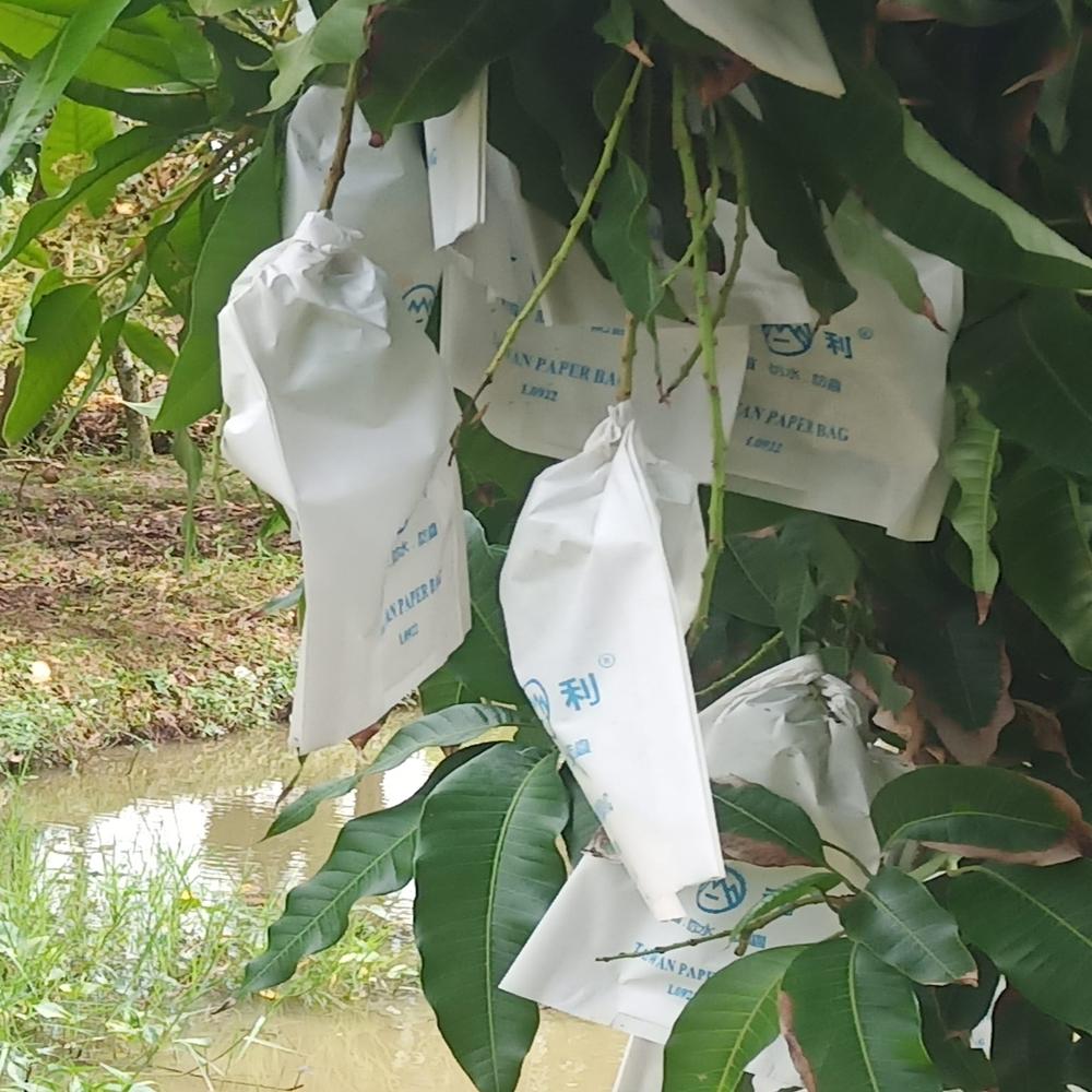 20X28cm  Paper Bag Fruit