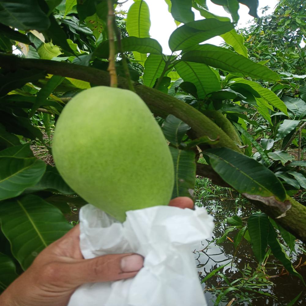 20X28cm  Paper Bag Fruit