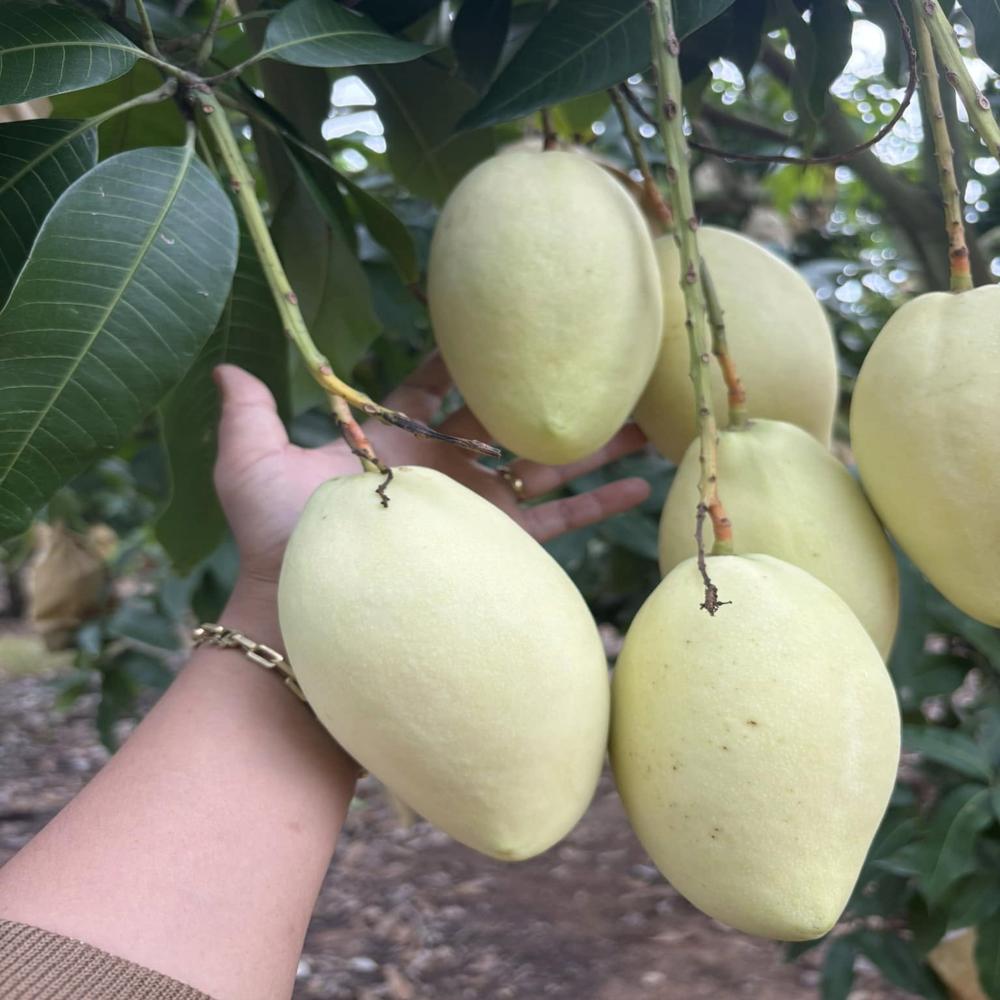 22x35cm Taiwan Paper Bag - Color: Yellow