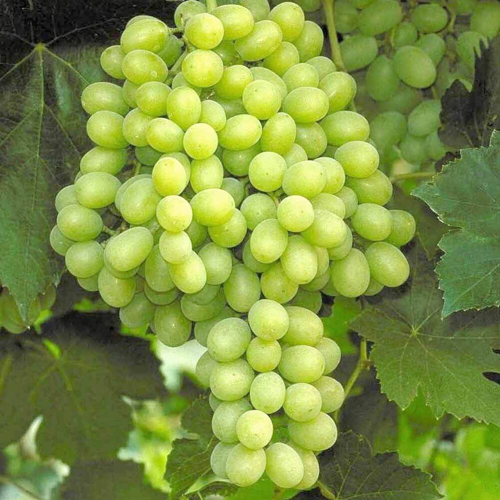 Green Grapes - Origin: India