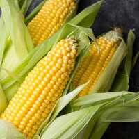 Sweet Corn - Color: Yellow