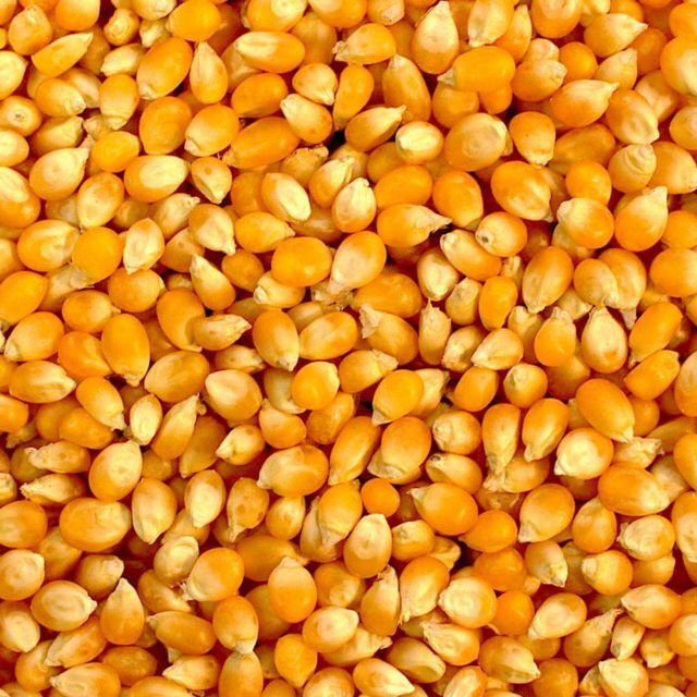 Sweet Corn - Color: Yellow