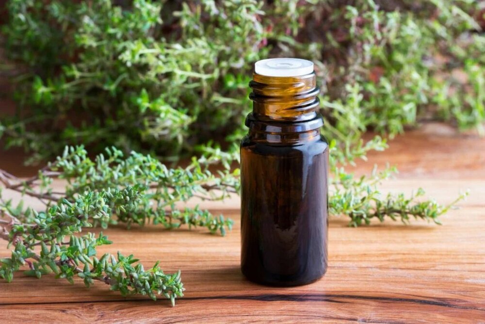 Thyme Essential Oil - Purity: High