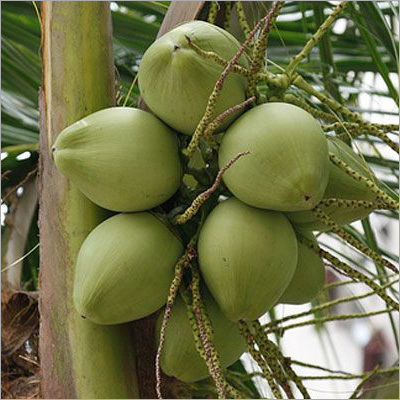 नारियल का पेड़