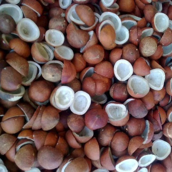 सूखा नारियल