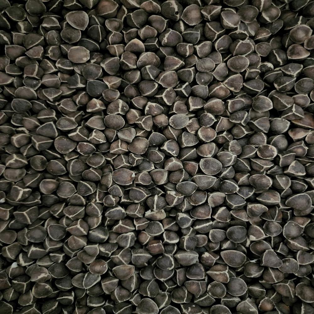 PKM1 WINGLESS MORINGA SEED