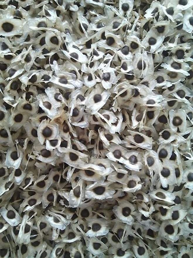 MORINGA OLEIFERA SEEDS