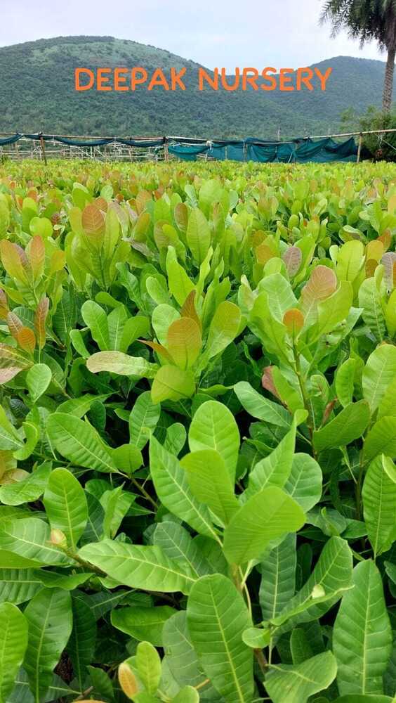 Cashew Grafted Plants