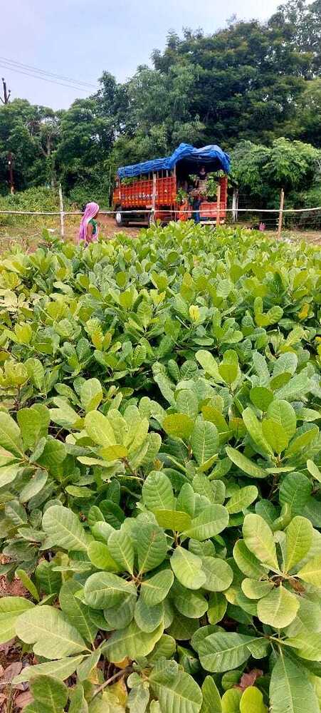 Cashew Grafted Plants