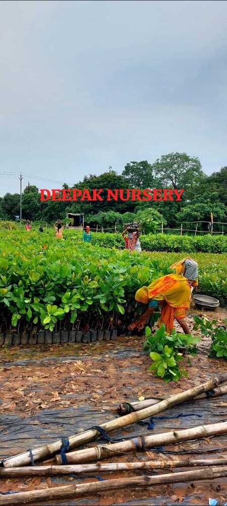 2.5 To 3 Feet Cashew Grafted Plants - Breed: High Breed