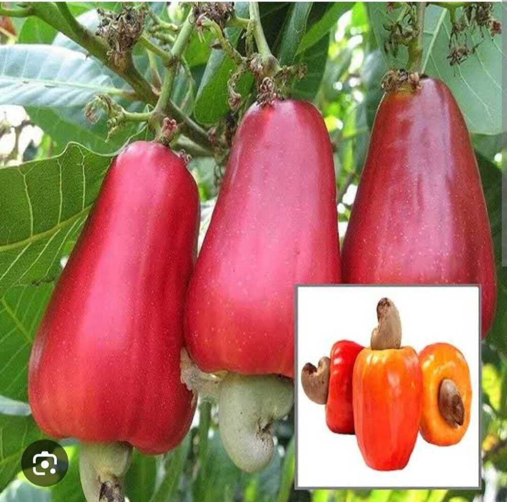 Cashew Nut Plant - Breed: High Breed
