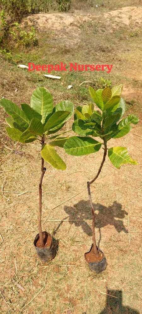 Cashew Grafted Plants