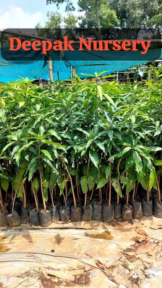 Mango Grafting Plants