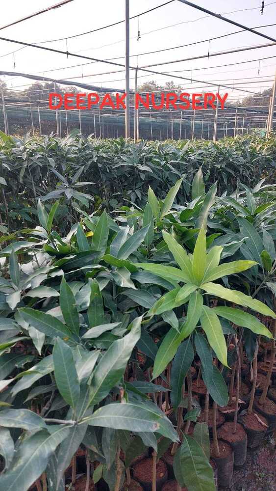 Mango Grafting Plants