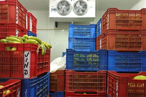 Banana Ripening Chamber - Phase: Single Phase