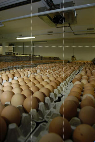 Egg Cold Room - Capacity: 10000 Kg