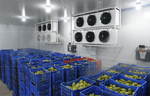 Mango Ripening Chamber - Color: White