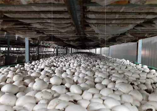 Mushroom Compost Chamber - Capacity: 1000 Ltr