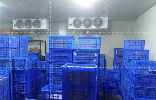 Papaya Ripening Chamber - Capacity: 100-1000 Kg