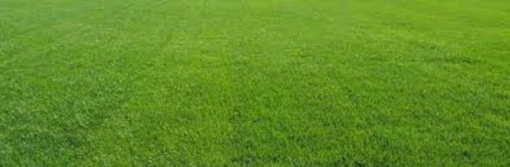 Mexican Lawn Grass - Breed: Different Available