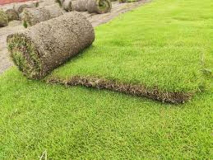 Mexican Lawn Grass - Breed: Different Available