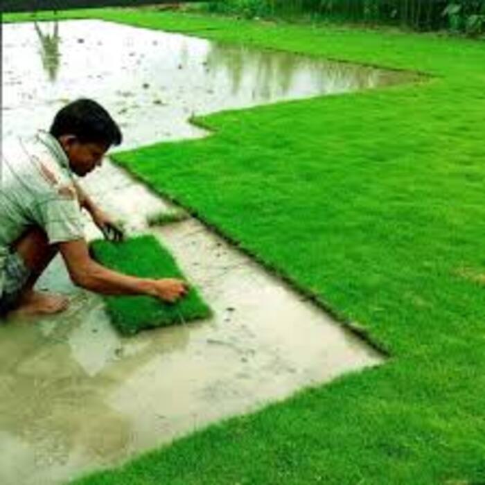 Mexican Lawn Grass - Breed: Different Available