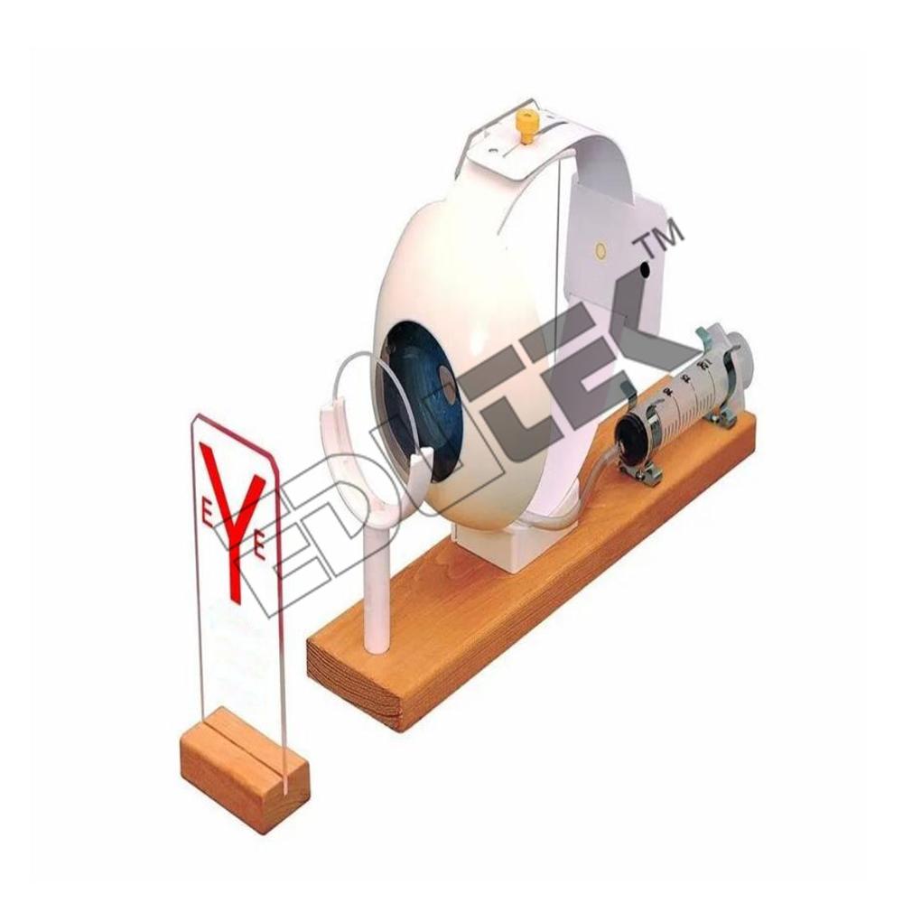 Eye Model Functional