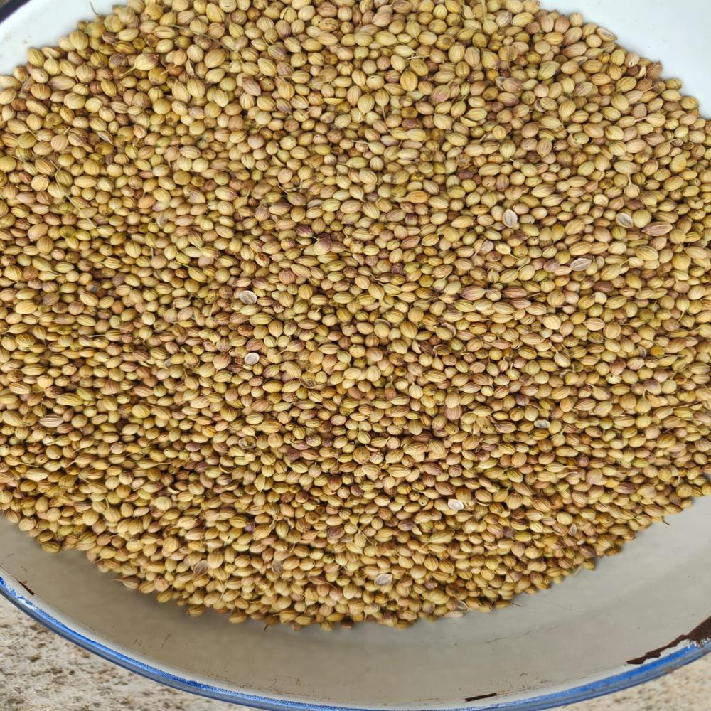 Corainder Seeds