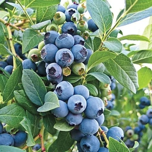 Blue Berries - Grade: A