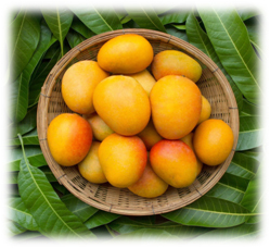 Fresh Mango - Color: Yellow