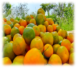 Fresh Orange - Origin: India