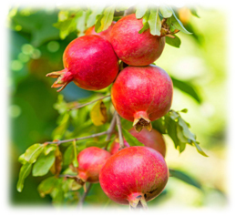 Fresh Pomogranate - Color: Red