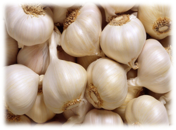 Fresh Garlic - Moisture (%): 75% To 85%