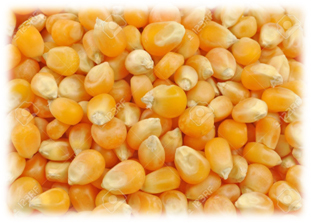 Yellow Maiz - Moisture (%): 5%