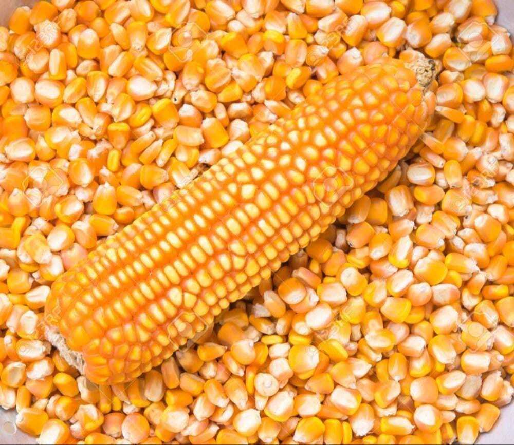 Yellow Maize - Cultivation Type: Common