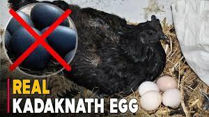 Real Jhabua Kadaknath Eggs - Application: Poultry