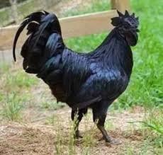 Original Jhabua Kadaknath Hens