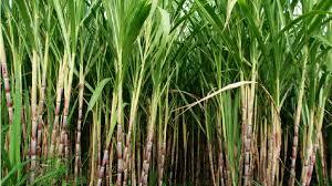 Fresh Sugarcane