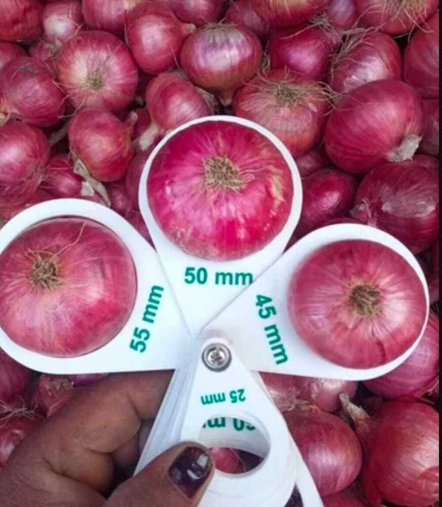 Red Onion - Cultivation Type: Organic