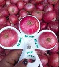 Red Onion