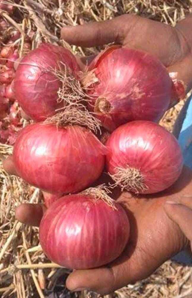 Fresh Onion - Cultivation Type: Organic