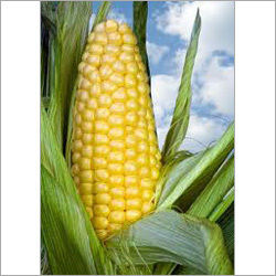 Liquid Corn Glucose