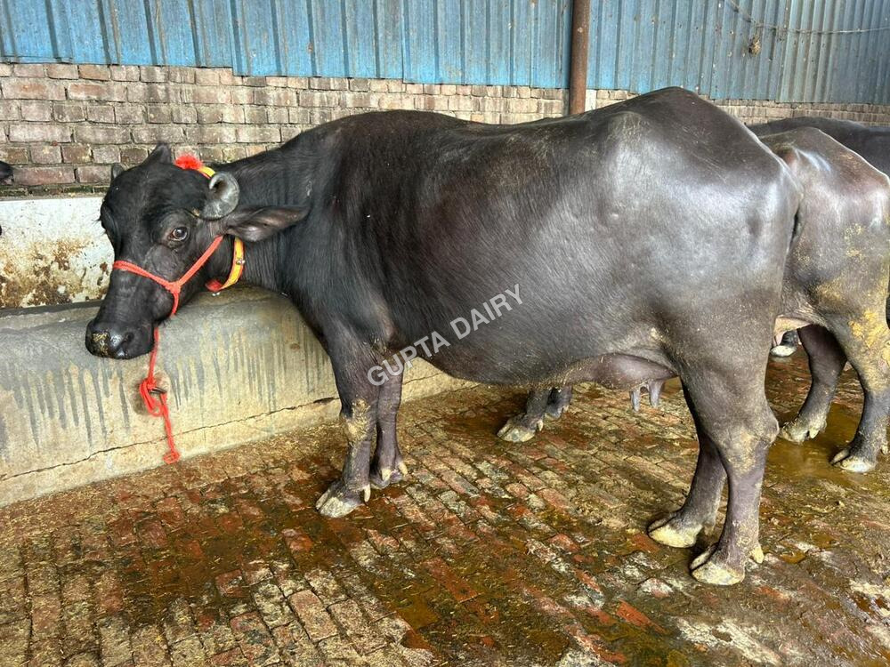 Black Murrah Buffalo