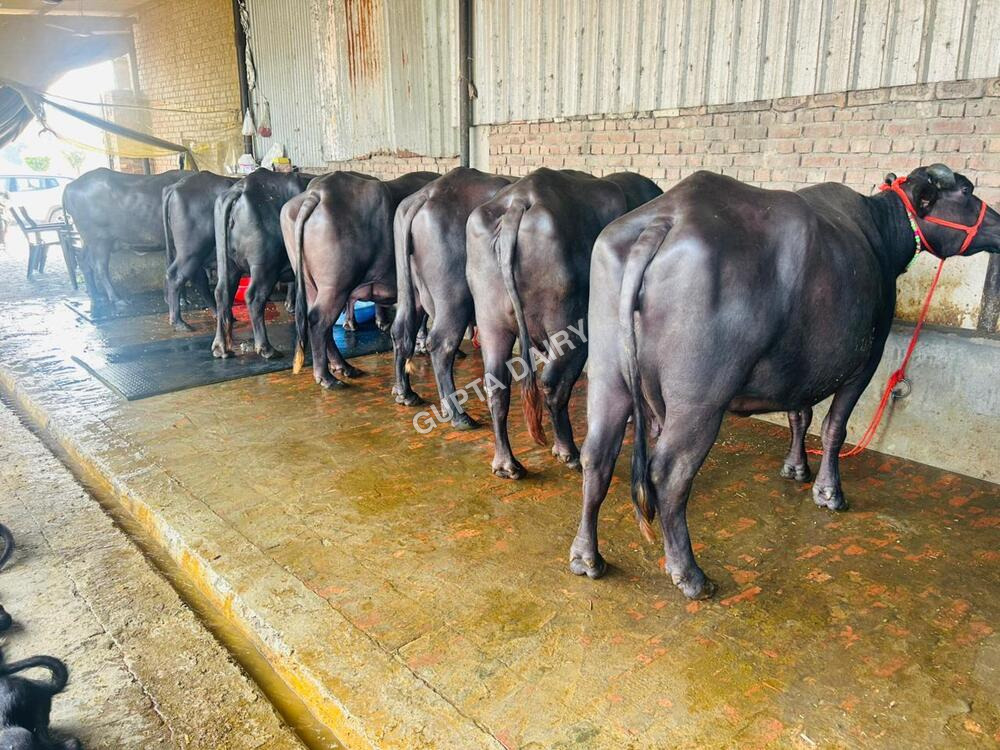 Murrah Buffalo Farm In Haryana