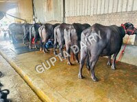 Murrah Buffalo Farm In Haryana