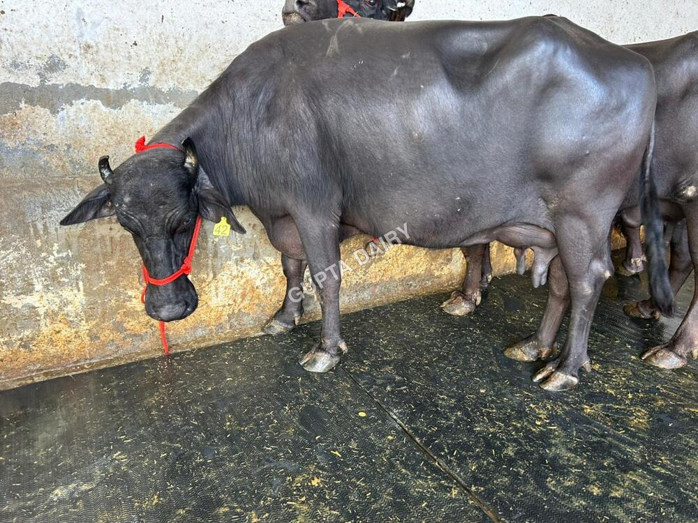 Milking Murrah Buffalo